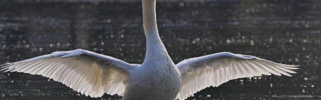 Društvo za zaštitu ptica Srbije poziva građane: Priključite se popisu ptica vodenih staništa