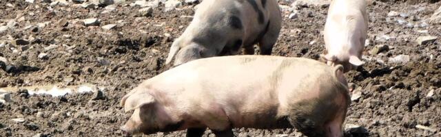 PONOVO AFRIČKA KUGA SVINJA U lozničkom kraju