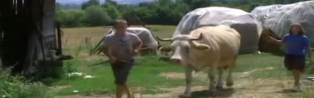 OVAKO SE OŽENIO MALI MILIJA ZBOG KOG JE SRBIJA PLAKALA: Sam muzao, sam kosio, kopao, preživljavao od jedne kravice i malo mleka, a danas je svoj čovek! (VIDEO)