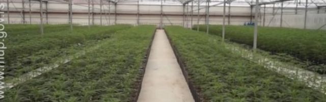 UHAPŠENO SEDAM OSOBA U SLUČAJU "JOVANICA", od kojih je pet zaposleno u državnim organima!