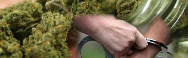 Hapšenje u Sokobanji! "Pali" dileri, u stanu pronađena marihuana
