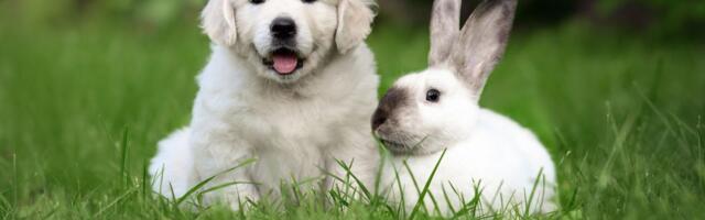 Šta se dogodilo sa "kovid psima" i zašto se ljudi sve češće odlučuju za OVE KUĆNE LJUBIMCE