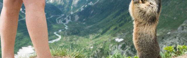 Дан мрмота 2026: животиње данас прогнозирају – стиже ли пролеће раније?