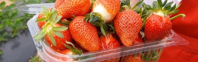 Šok u Srbiji: Jagode skuplje nego ikad, a ovo DODATNO iznenađuje potrošače!