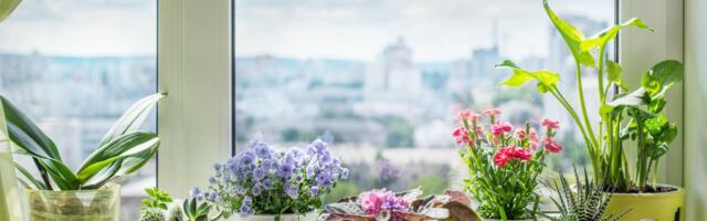 Najotpornija sobna biljka ima skrivene moći - zato je idealna za spavaću sobu