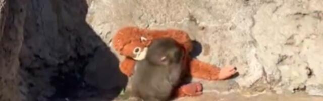Bio je odbačen, a sada ima prijatelje! Majmunče Panč konačno prihvaćen, svet plače od sreće (FOTO, VIDEO)