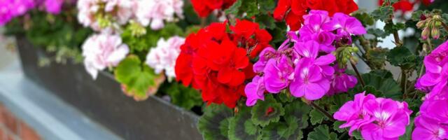 Naše bake su znale tajnu bujnih muškatli: Ništa ne košta, a pravi čudo na terasi