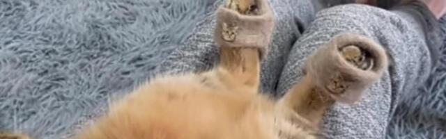 MAČKA ZA DAN OSVOJILA INTERNET! Na putu je da postane prava modna ikona, pogledajte njene šapice!