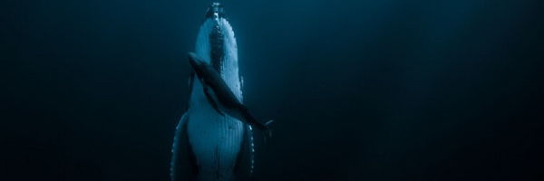 Fotografija kita koji spava osvojila 120.000 dolara