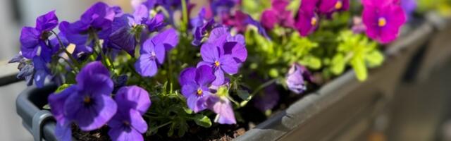 Ljubičice su vam depresivne? Podmladite ih uz ovaj vrhunski trik koji USPEVA SVIMA