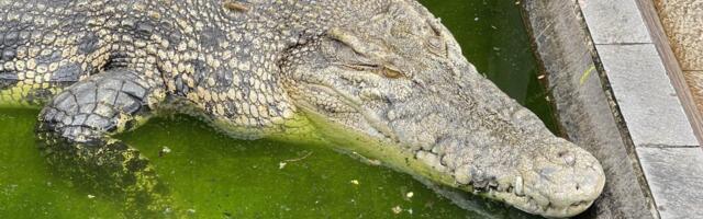 GRAD KROKODILA: U jednom gradu u Tajlandu živi 75.000 ljudi i s njima čak 100.000 krokodila!