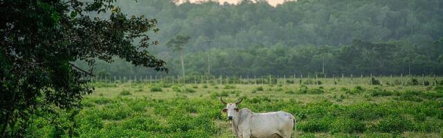 Južnoamerička hrana uticaće i na seljake u Srbiji
