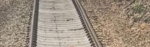 Udomljen "pas koji je voleo vozove": Trčao je prugom ispred Milanove lokomotive, ovo je taj ČOVEK