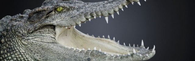 Kako su krokodili nadživeli dinosauruse