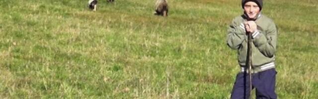Priča dečaka iz Bosne oduševila region: Džeparac troši na kupovinu ovaca i želi da ih ima što više