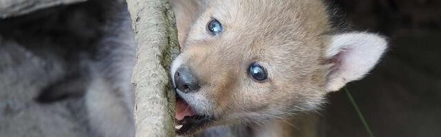 Spasili predivnog štenca i saznali da se radi o nečemu potpuno drugačijem