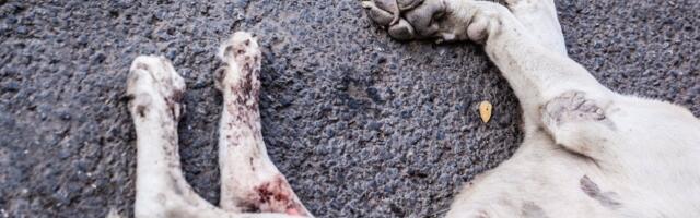 Horor kod Šapca! Četiri psa krvnički ubijena i bačena u njivi! (UZNEMIRUJUĆE FOTOGRAFIJE)