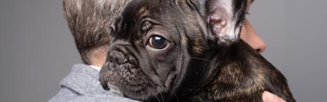 REVOLUCIJA u uzgoju pasa: PROCENA UROĐENOG ZDRAVLJA menja izgled omiljenih rasa