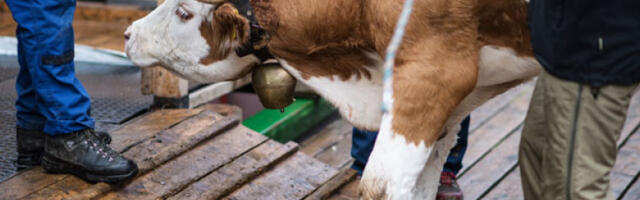 Картели кријумчаре кокаин у Европу преко бродова пуних стоке