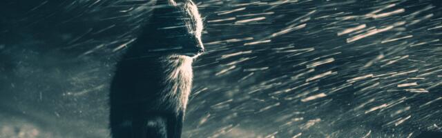 Od lisice u mećavi do bosonog vulkanologa: Najbolje Soni fotografije 2026.