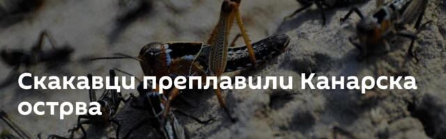 Скакавци преплавили Канарска острва