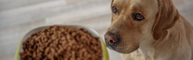 Da li psi smeju da jedu mačju hranu? Istina koju mnogi vlasnici ne znaju