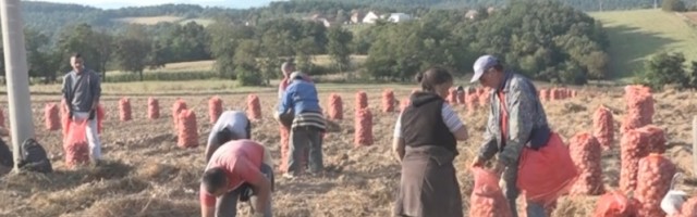 Svetozar je izvadio džinovski krompir, ovako nešto se nije dogodilo decenijama u selu (FOTO)