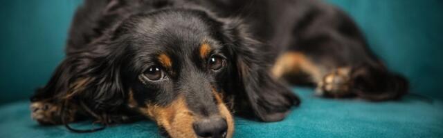 Jazavičari prvi put nakon više od 20 godina među pet najpopularnijih rasa u SAD