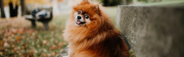 Mali pomeranac izvodi jutarnji balet pred kamerom: Razlog čudnog istezanja više nego ozbiljan