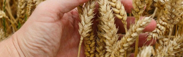 Највише се трговало пшеницом, укупан промет око 104 милиона динара