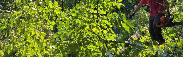 Akcija mapiranja drveća u Košutnjaku za očuvanje prirode Beograda