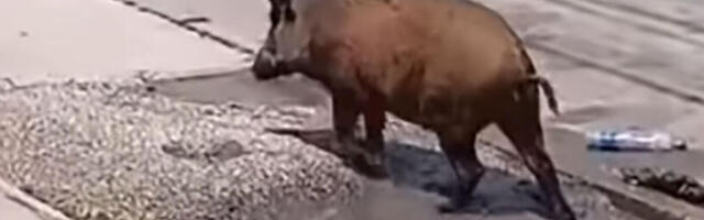 DIVLJA SVINJA ZALUTALA U CENTAR VAROŠICE: Meštani Mrčajevaca u šoku od prizora, POGLEDAJTE ŠTA JE URADILA! (VIDEO)