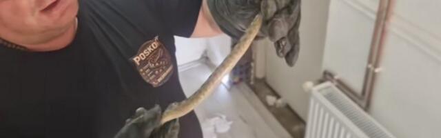 Zmija otrovnica uvukla se u porodičnu kuću (video)