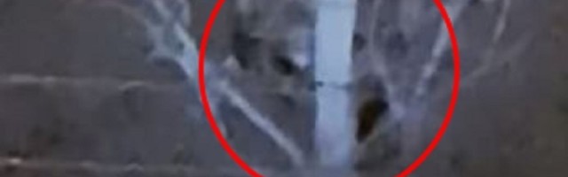 Pet majmuna je na slobodi u Cincinnatiju, Ohio - svedoci kažu da su visoki 5 stopa i druže se na groblju