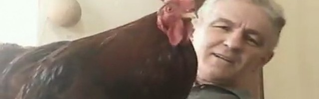 SVINJA OVOG SRBINA SAMA SEBI SPREMA RUČAK, PAS OTVARA KAPIJU, A PETAK KUKURIČE SAMO U DNEVNOJ SOBI! Upoznajte Milenka Ignjatovića i njegovu neobičnu družinu!