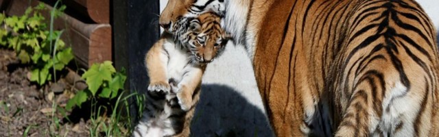 FOTO: Poljski zoo vrt predstavio mladunce sibirskog tigra, vrste koja je ugrožena
