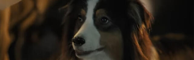 Pušteni s lanca u domaćim bioskopima