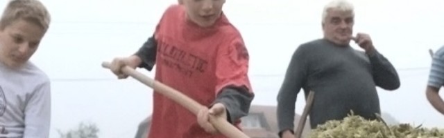 Složne komšije od rane zore zajedno na njivi, čuvaju stari običaj od zaborava (FOTO)