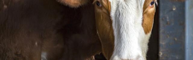 U Srbiji manji broj goveda, a veći svinja, ovaca i živine