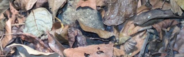 Samo oni koji imaju "oko sokolovo" mogu uočiti žabu koja se krije u lišću za 10 sekundi (FOTO)