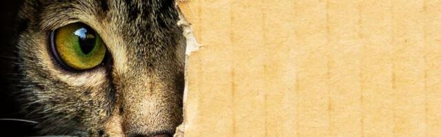 Žena slučajno zatvorila mačku u kutiju i poslala je poštom