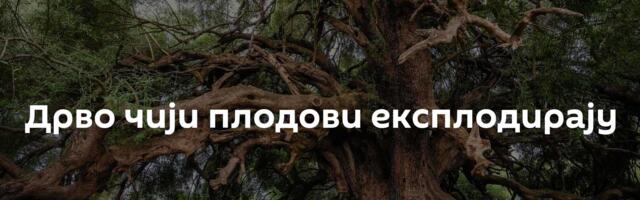 Дрво чији плодови експлодирају