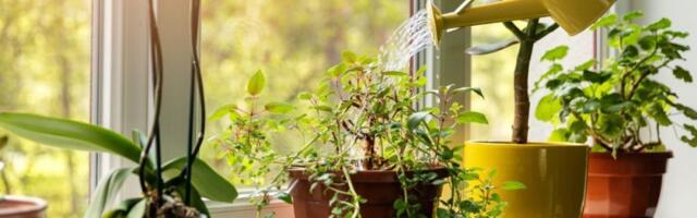 Istekli sastojak oživljava vaše biljke: Čim ih poprskate bujaju i rastu kao lude