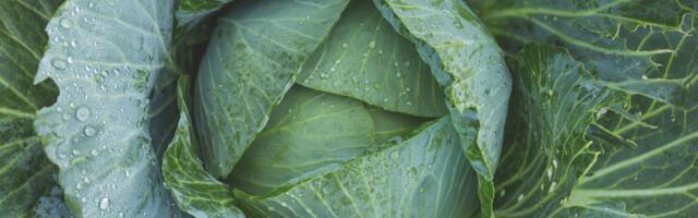 Namirnice koje jačaju kosti bolje od mleka