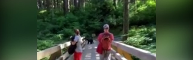 Planinari naleteli na crnog medveda: "Ne osećam se bezbedno" (VIDEO)