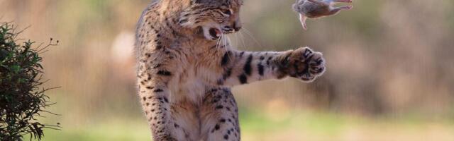 Razigrani ris, usnuli polarni medvedi, vrhunska kamuflaža: Najbolje fotografije prirode