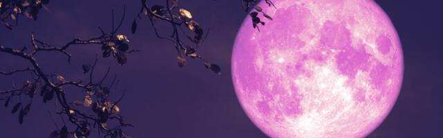 RUŽIČASTI MESEC stiže 2. aprila i donosi SUDBINSKI PREOKRET ovim znacima: Stare rane se otvaraju, a jedna odluka odlučuje sve