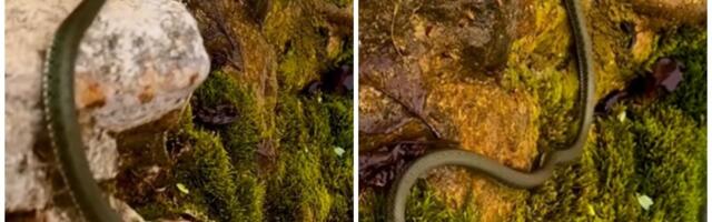 Mass awakening of snakes starts in Serbia! Unreal CLOSE UP video from Gradac River