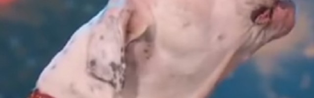 Psi su lavežom spasili živote vlasnika zatrpanih lavinom snega