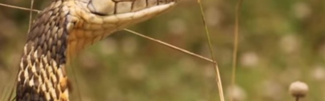 ZMIJE NEĆE PRIĆI VAŠEM DVORIŠTU! Ovaj PRAH se može naći u svakom DOMAĆINSTVU- pospite ga i SLOBODNO SE VALJAJTE PO TRAVI!